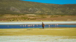 Condoroco en Oruro