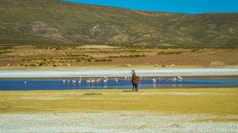 Condoroco en Oruro