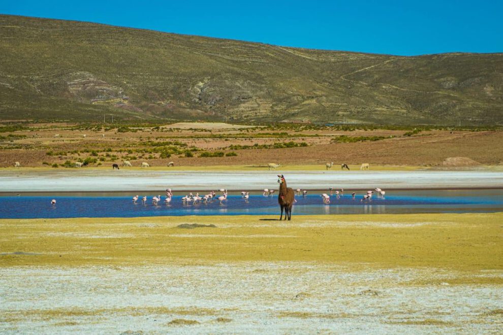 Condoroco en Oruro