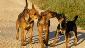 El perro es considerado el compañero más fiel e inseparable del ser humano