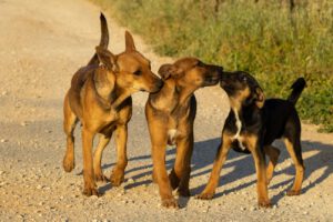 El perro es considerado el compañero más fiel e inseparable del ser humano