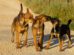 El perro es considerado el compañero más fiel e inseparable del ser humano