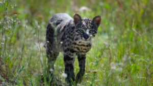Gato montés