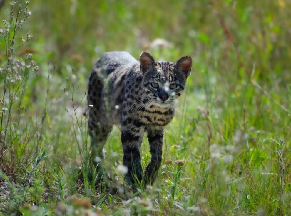 Gato montés