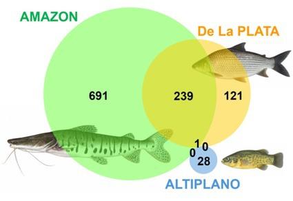 INFOGRAFIA DE PECES