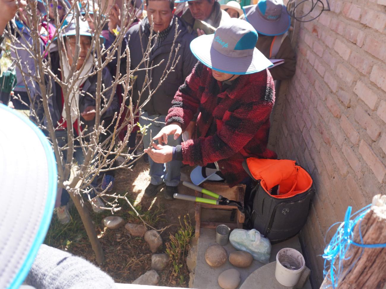 Un paso clave para la clonación vegetal