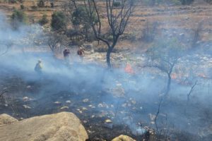 Los incendios han consumido aproximadamente 5.000 hectáreas