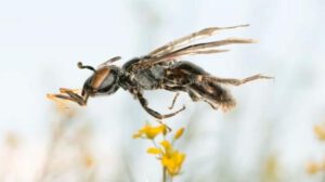 Un ejemplar de Incasarus ivari, la nueva especie de abeja descubierta en Achocalla, La Paz, y descrita recientemente por la ciencia.