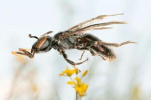 Un ejemplar de Incasarus ivari, la nueva especie de abeja descubierta en Achocalla, La Paz, y descrita recientemente por la ciencia.