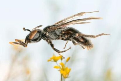 Un ejemplar de Incasarus ivari, la nueva especie de abeja descubierta en Achocalla, La Paz, y descrita recientemente por la ciencia.