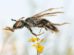 Un ejemplar de Incasarus ivari, la nueva especie de abeja descubierta en Achocalla, La Paz, y descrita recientemente por la ciencia.