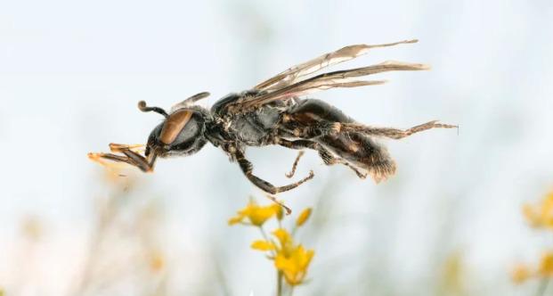Un ejemplar de Incasarus ivari, la nueva especie de abeja descubierta en Achocalla, La Paz, y descrita recientemente por la ciencia.