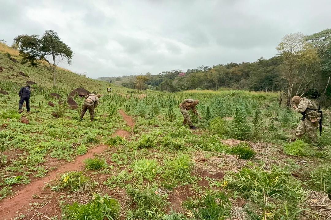 Cultivos de marihuana