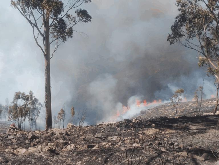 incendio forestal