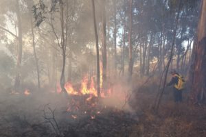 incendio forestal