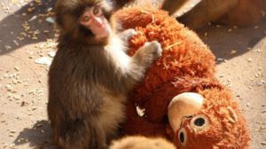 Un pequeño macaco japonés abandonado al nacer no se separa de un peluche