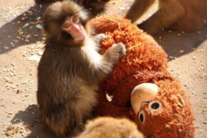 Un pequeño macaco japonés abandonado al nacer no se separa de un peluche