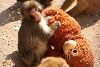 Un pequeño macaco japonés abandonado al nacer no se separa de un peluche