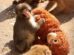 Un pequeño macaco japonés abandonado al nacer no se separa de un peluche