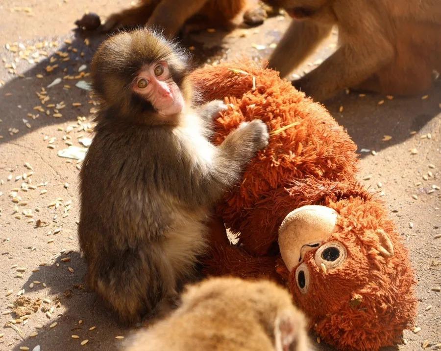 Un pequeño macaco japonés abandonado al nacer no se separa de un peluche