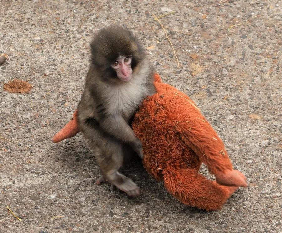 El pequeño macaco japonés abandonado al nacer en el zoológico de la ciudad de Ichikawa