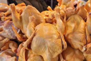 Pollo
