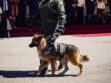 Un perro junto a un oficial