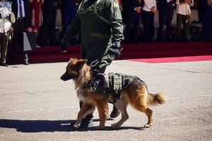 Un perro junto a un oficial