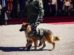 Un perro junto a un oficial