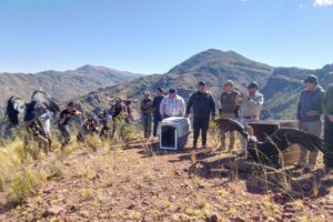 José y Beatríz, los dos cóndores andinos levantaron nuevamente vuelo, la tarde de este martes, en la comunidad de Vila Q‘asa
