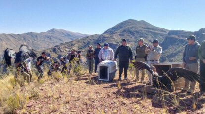 José y Beatríz, los dos cóndores andinos levantaron nuevamente vuelo, la tarde de este martes, en la comunidad de Vila Q‘asa