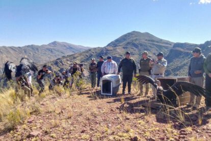 José y Beatríz, los dos cóndores andinos levantaron nuevamente vuelo, la tarde de este martes, en la comunidad de Vila Q‘asa