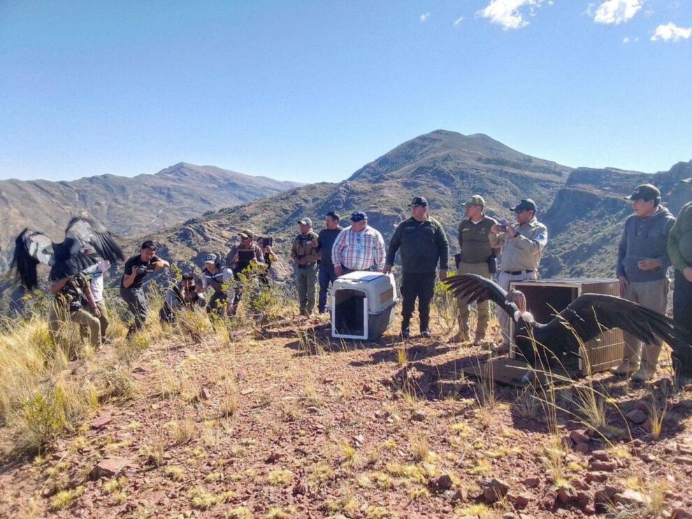 José y Beatríz, los dos cóndores andinos levantaron nuevamente vuelo, la tarde de este martes, en la comunidad de Vila Q‘asa