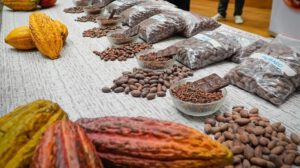 cacao silvestre boliviano