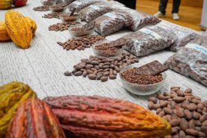 cacao silvestre boliviano