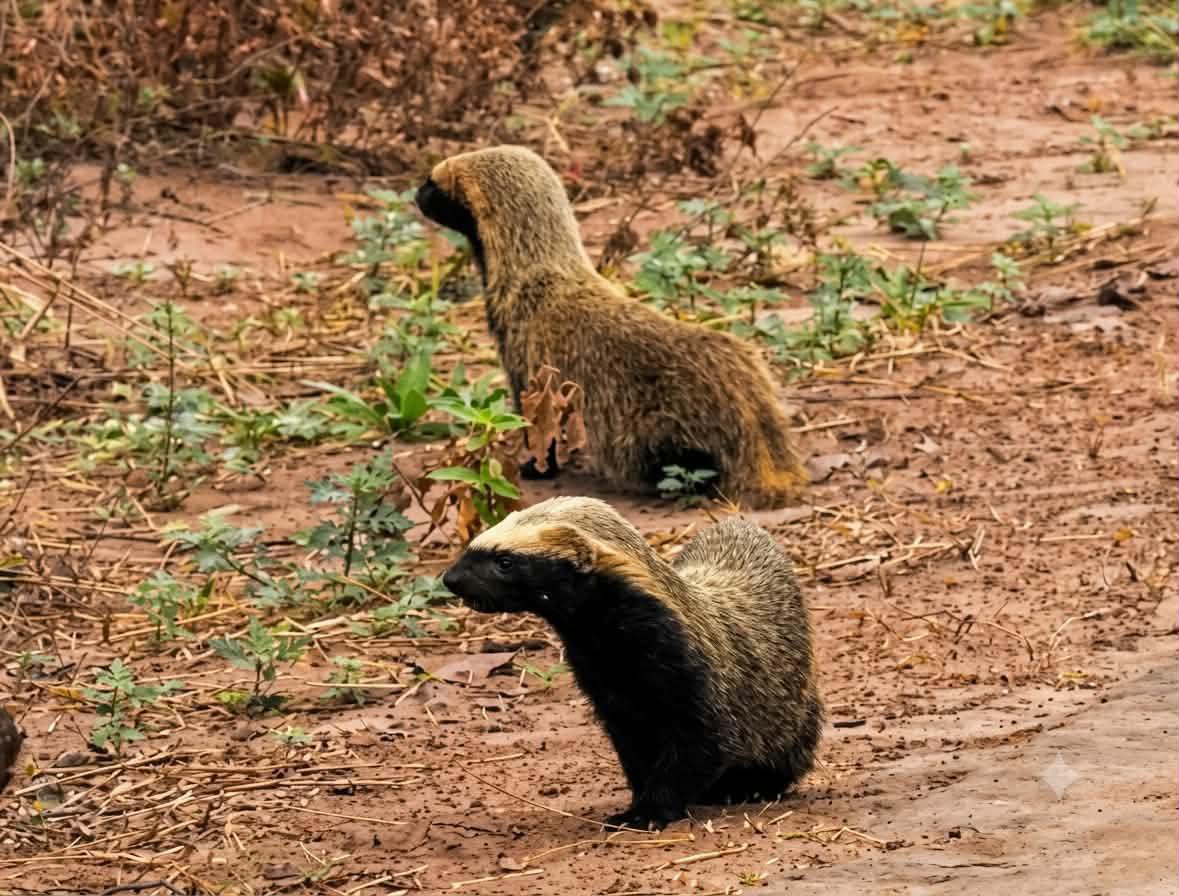 Una pareja de Huron