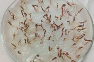 Germinación de semillas
