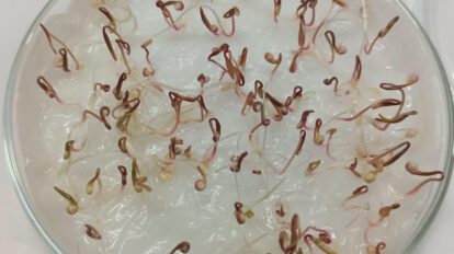 Germinación de semillas