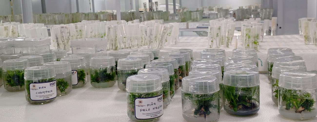 Frascos con cultivos de tejidos vegetales