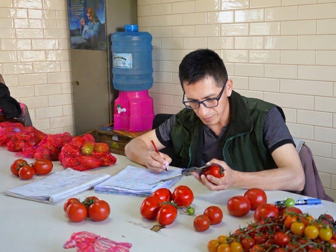 Una persona trabajando en una mesa con tomates rojos