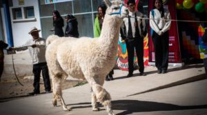llama de Oruro