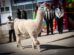 llama de Oruro
