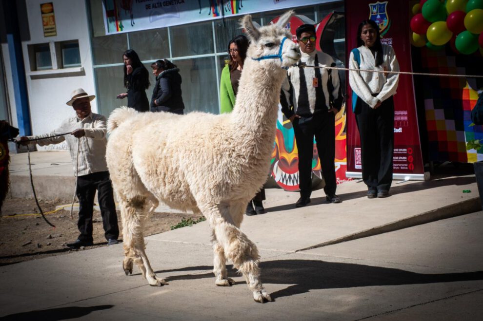 llama de Oruro