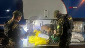 Inspección militar en la frontera con perro detector de drogas