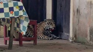 Jaguar
