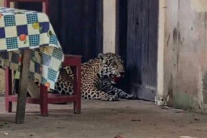 Jaguar