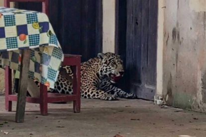Jaguar