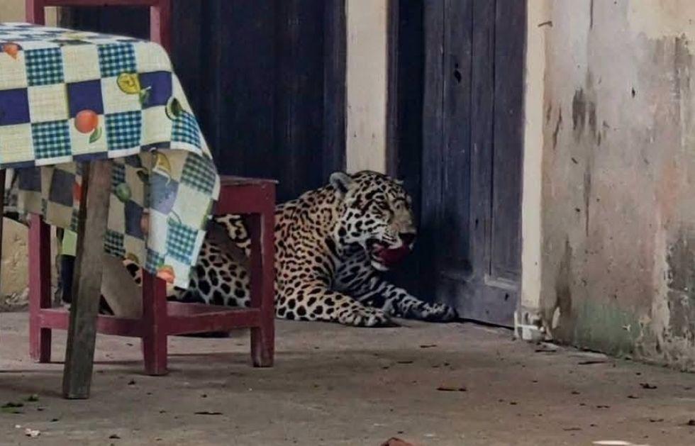 Jaguar