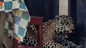 El jaguar ingresó a una vivienda y posteriormente fue abatido