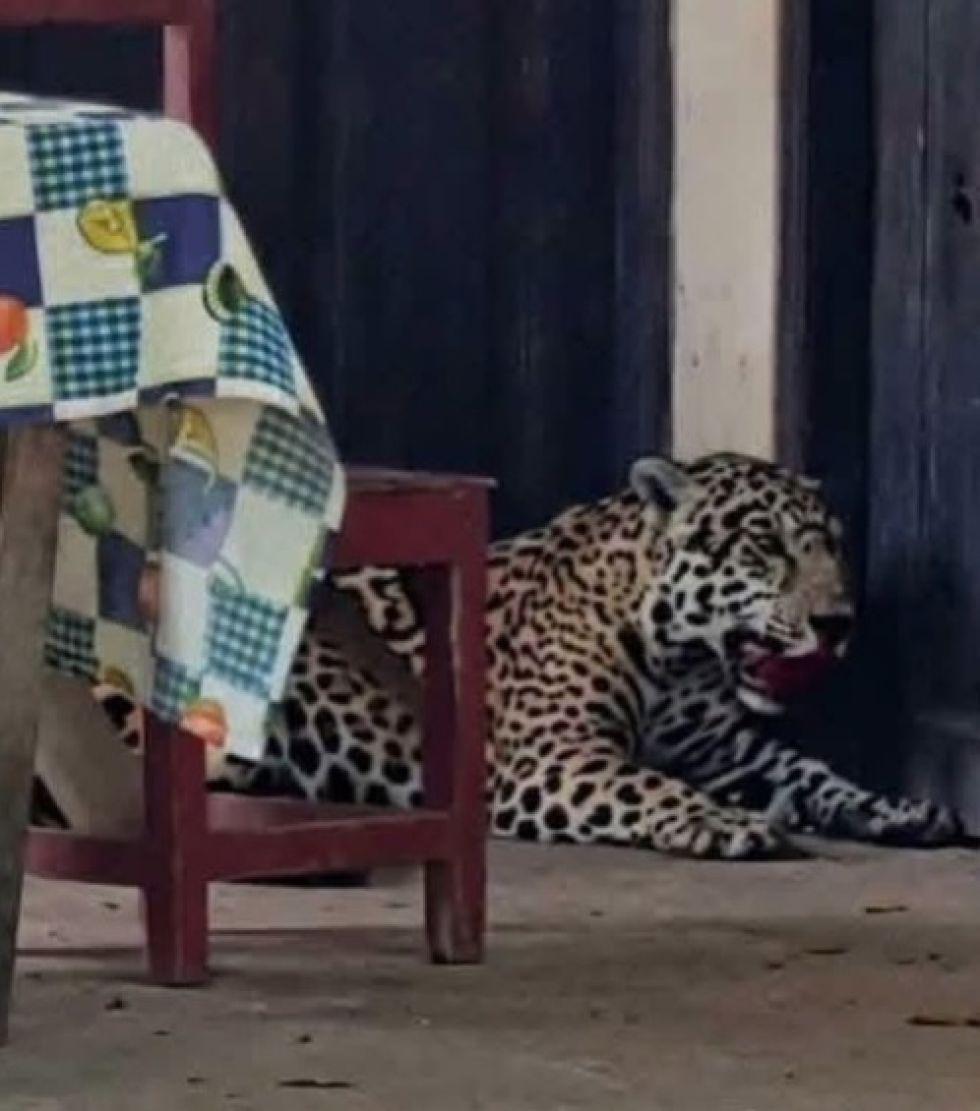 El jaguar ingresó a una vivienda y posteriormente fue abatido